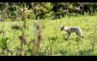 Ambiente advierte la aparición de fauna silvestre en zonas urbanizadas y dan recomendaciones a la comunidad