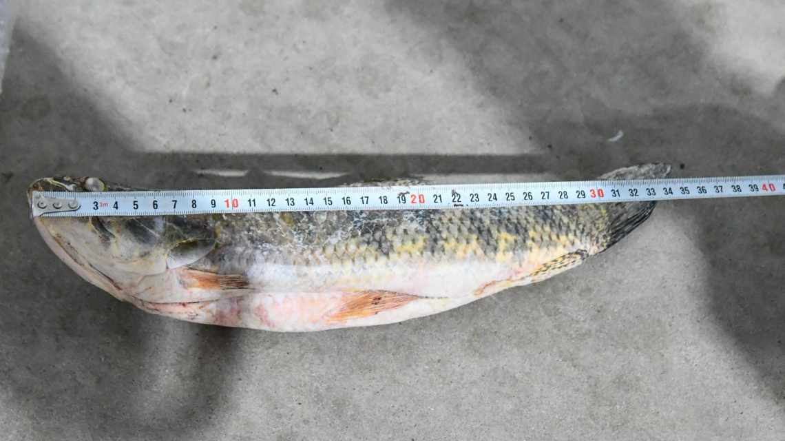 2024-12-06NID_281862O_1