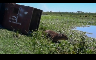 Cómo es el trabajo de los especialistas de Provincia en La Esmeralda para salvar animales silvestres