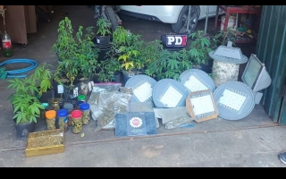 Usaban lámparas led del alumbrado público para su vivero de marihuana: cuatro aprehendidos