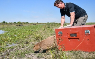 Biodiversidad: Provincia liberó fauna silvestre rehabilitada en el norte santafesino