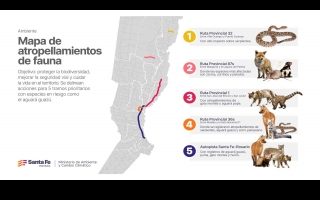 Ambiente: Provincia presentó su primer mapa de atropellamientos de fauna y define acciones para 5 tramos críticos prioritarios