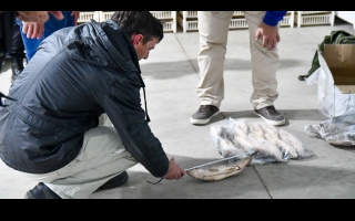 Para evitar el colapso ecológico, Provincia suspenderá por un año el acopio de pescado para exportación