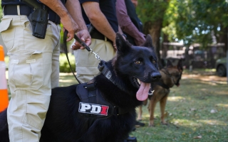 Perros campeones de la PDI: brindaron detalles sobre la destacada participación en el Campeonato Argentino