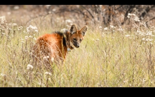 Biodiversidad: Provincia concretó más de 500 liberaciones de fauna silvestre en 2025