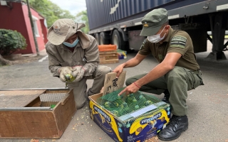 Ambiente: Provincia recibió más de 500 animales silvestres decomisados