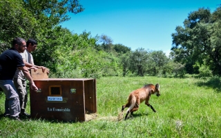 Biodiversidad: la Provincia liberó un aguará guazú recuperado en La Esmeralda