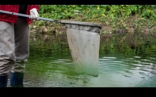 Las intensas lluvias de febrero, posibles causantes de la mortandad de peces en el río Carcarañá