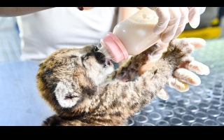 Santa Fe refuerza las sanciones por caza ilegal y delitos contra la fauna