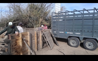 Intervinieron un criadero de cerdos en Ibarlucea y retiraron todos los animales tras confirmarse casos de triquinosis