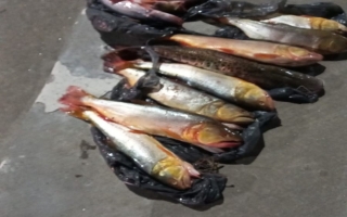 Operativo Semana Santa: Provincia detectó múltiples infracciones de pesqueros en la víspera del fin de semana largo